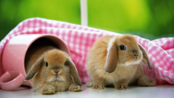 Wallpaper Rabbits, Brown, Light, Background, Cute, Down, Two, Animals, Pink, Lying, Covered, Green, Floor, Cloth, Desktop, White