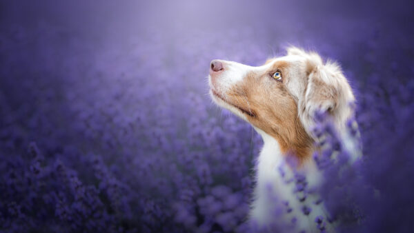 Wallpaper Australian, Purple, Dog, Field, Looking, Sitting, Shepherd, Desktop, Meadow