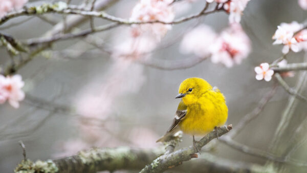 Wallpaper Branch, Yellow, Standing, Birds, Pine, Bird, Cherry, Tree, Mobile, Pink, Desktop, Blossom, Warbler