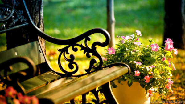 Wallpaper Flowers, Desktop, Pink, Bench, Near, Wooden, Pot