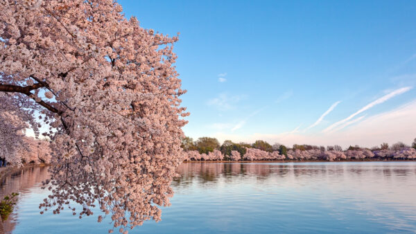 Wallpaper Flowers, Mobile, Spring, Water, Pink, Blossom, Above, Desktop