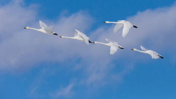 Wallpaper Flying, Cloudy, White, Sky, Blue, Desktop, Under, Birds, Crane, Are