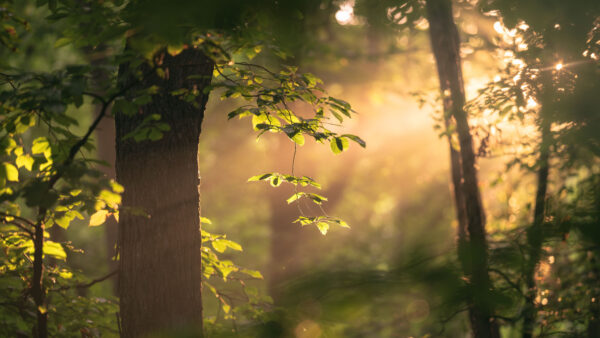 Wallpaper Sunrays, Nature, Branches, Background, Green, Tree, Desktop, Mobile, Leaves