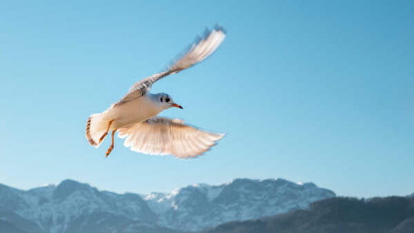 Wallpaper Bird, Blue, Sky, Flying, Brown, And, Desktop, Light, White