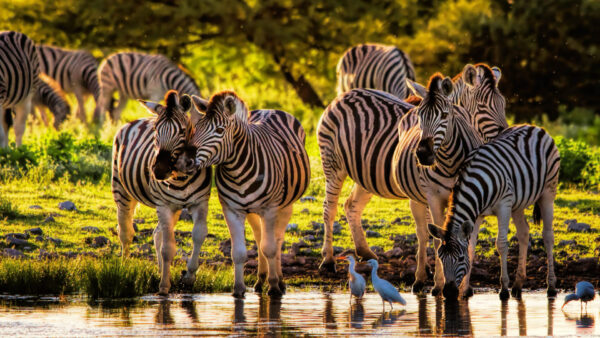 Wallpaper Zebra, Forest, Water, Bunch, Are, Background, Standing, Beautiful, Zebras, Daytime, During