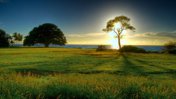 Wallpaper Scenery, Green, Field, Grass, Trees, Sunrays, Background