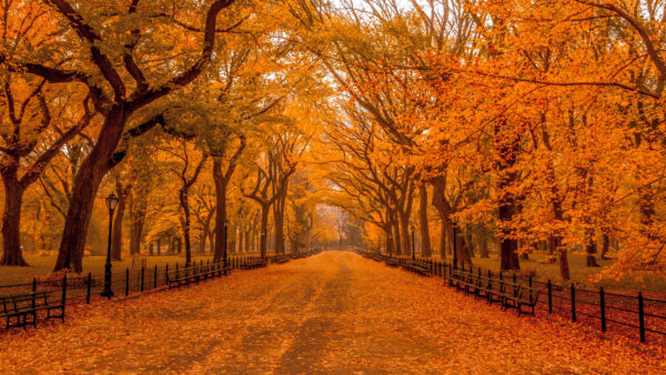Wallpaper Nature, Foliage, With, Fall, Yellow, Trees, Orange, Fence, Mobile, Park, Bench, Leaves, Desktop, Road