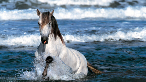 Wallpaper Desktop, Horse, Water, Waves, With, Background, Sea