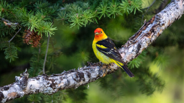Wallpaper Black, Birds, Tree, Branch, Bird, Red, Standing, Yellow