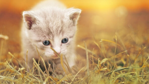 Wallpaper White, Cute, Yellow, Cat, Kitten, Blur, Standing, Background, Grass