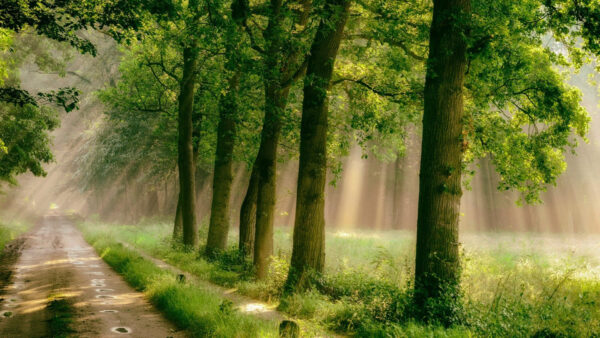 Wallpaper Fog, Green, Forest, Greenery, With