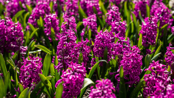 Wallpaper Leaves, Green, Purple, Flowers, Mobile, Desktop, Field, Hyacinth