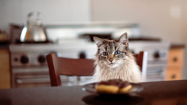 Wallpaper Blue, Background, Mobile, White, Sitting, Eyes, Desktop, Kitchen, Blur, Cat, Black