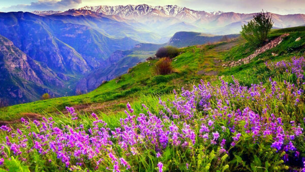 Wallpaper View, Green, Background, Purple, Plants, Flowers, Mountains, Closeup, Leaves