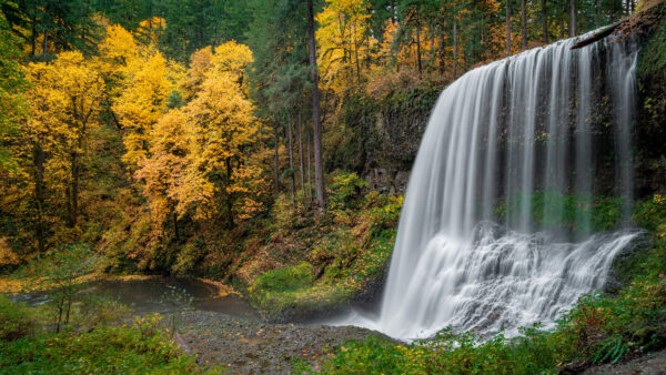 Wallpaper Forest, Waterfall, Yellow, Trees, Rock, Background, From, Autumn, Mobile, Beautiful, Between, Desktop, Green