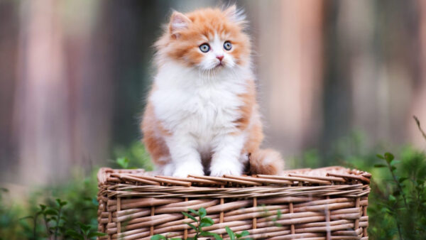 Wallpaper Cat, Sitting, Background, White, Brown, Kitten, Top, Bamboo, Basket, Blur