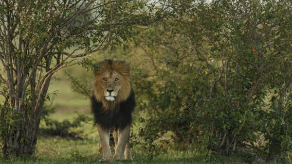 Wallpaper Green, Grass, Lion, Desktop, Standing, Plants, Near