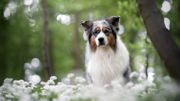 Wallpaper Brown, Dog, Black, Bokeh, White, Blur, Standing, Background, Green