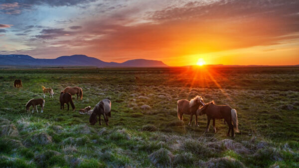 Wallpaper Horses, Desktop, Sunset, Grass, Horse, Background, Green, With