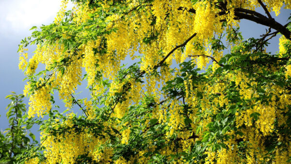 Wallpaper Acacia, Yellow, Twigs, Flowers