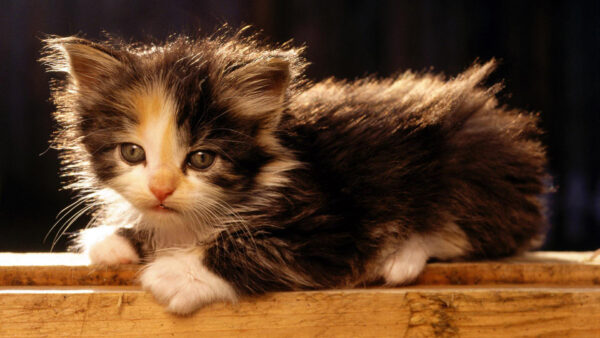 Wallpaper Wood, Black, Kitten, Sitting, Cat, Background, White, Bench