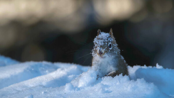 Wallpaper And, Blur, Desktop, Background, With, Brown, White, Squirrel, Ice