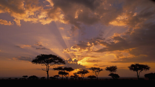 Wallpaper Tree, African, Sunset, Cloudy, Under, During, Sky
