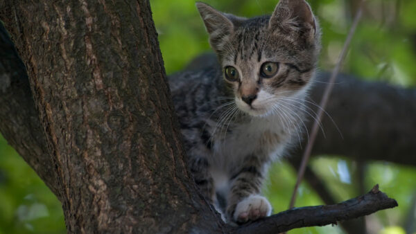 Wallpaper Kitten, Branch, Cat, Blur, Desktop, Little, Bokeh, Standing, Background, Tree, Green