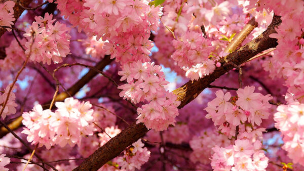 Wallpaper Blossom, Branches, Flowers, Tree, Pink