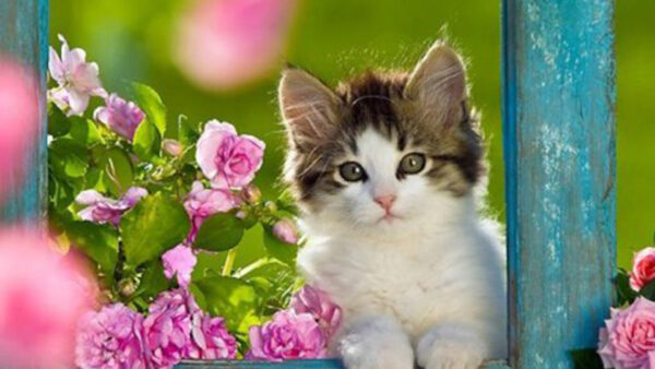 Wallpaper Plant, Background, Green, Buds, Black, Kitten, White, Standing, Pink, Cat, Flowers, Near