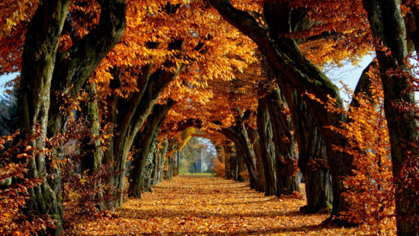 Wallpaper Background, Trees, Yellow, Dry, Straight, Between, Leaves, Line, Fall, Sunrays, Branches, Path, Autumn