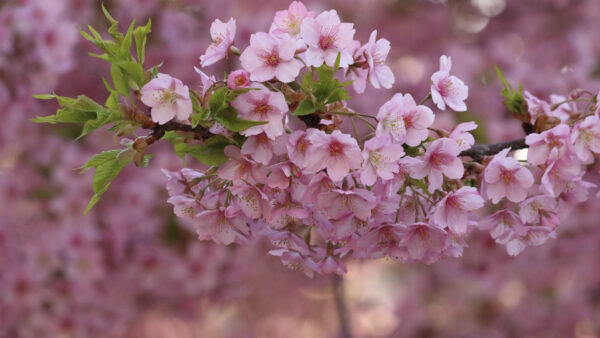 Wallpaper Branches, Cherry, Flowers, Pink, Blossom, Spring, Tree