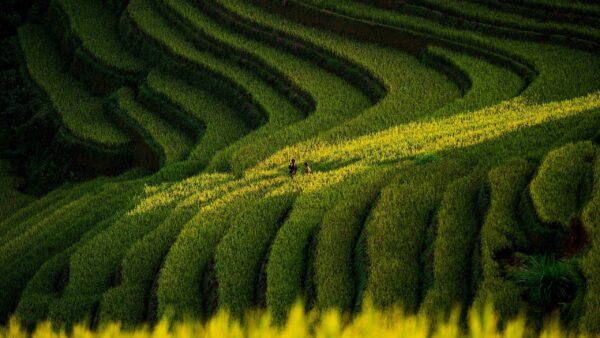 Wallpaper Background, Terrace, Rice, Nature, Green, Beautiful, View