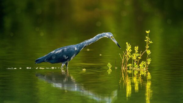 Wallpaper Inside, Birds, Standing, Bird, Water, Heron