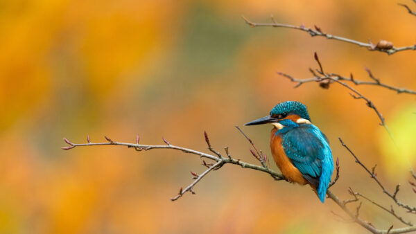 Wallpaper Blur, Blue, Colorful, Kingfisher, Bird, Background, Brown, Birds