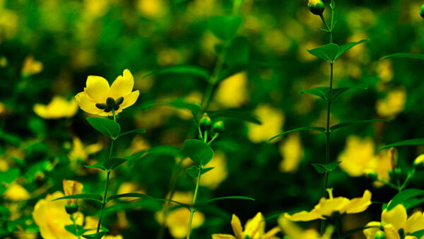Wallpaper Flowers, Leaves, Yellow, Blur, Green, Background, Plants