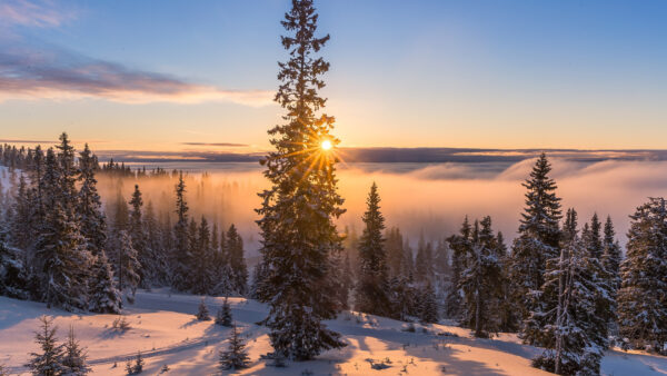 Wallpaper Frozen, Sunrays, Fog, Trees, Spruce, Blue, Sky, Snow, Nature, Background, With, Covered