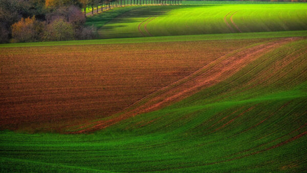 Wallpaper Grass, Sand, Trees, Brown, Green, Nature, Slope