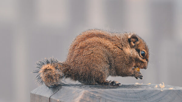 Wallpaper Brown, Fur, Blur, Background, Squirrel, Eating, Sitting, Nuts