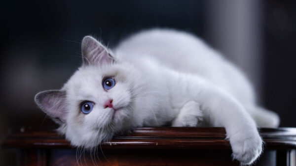 Wallpaper Eyes, Down, Blue, Wood, White, Cat, Bench, Lying