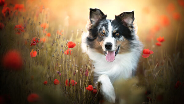 Wallpaper Dog, Flowers, Border, Black, Poppy, Collie, White, Common, Red, Field