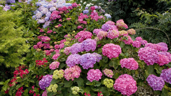 Wallpaper Flowers, Hydrangea, Colorful, Plants