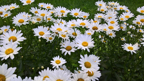 Wallpaper Leaves, Flowers, Green, White, Chamomile, Plants, Petals, Buds