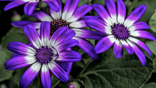 Wallpaper Flowers, Purple, White, Daisy, African