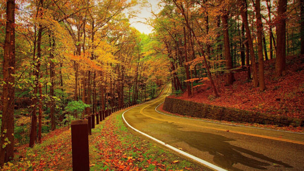 Wallpaper Colorful, Fall, Autumn, Forest, Bend, Road, Between, Trees