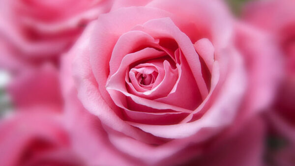 Wallpaper Rose, Flowers, Flower, Closeup, Petals, Background, Pink, View, Blur