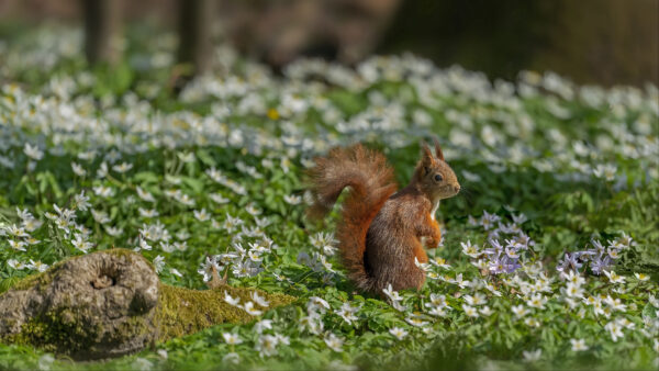 Wallpaper Fur, Blur, Desktop, Squirrel, Field, White, Flowers, Brown, Standing, Background, Mobile, Grass