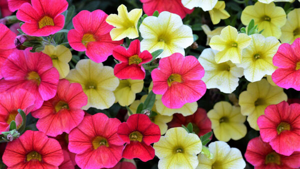 Wallpaper View, Flowers, Bushes, Pink, Closeup, Yellow