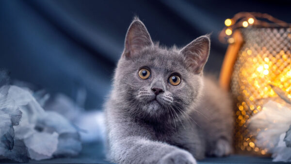 Wallpaper Yellow, Cat, Sitting, Lights, Ash, Near