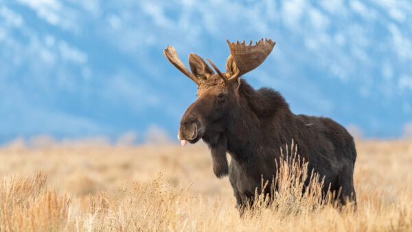 Wallpaper Blue, Grass, Dry, Moose, With, Standing, Background, Field, Antlers